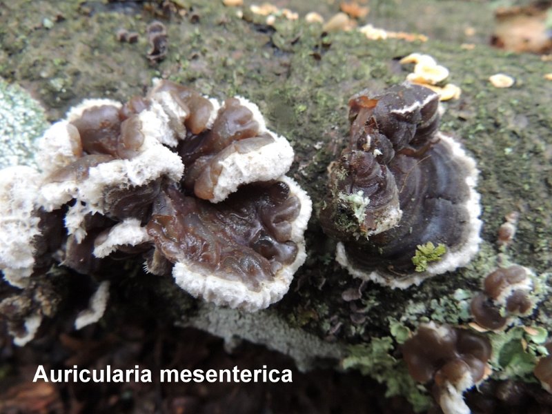 Auricularia mesenterica-amf1369.jpg - Auricularia mesenterica ; Syn1: Merulius mesentericus ; Syn2: Auricularia tremelloides ; Non français: Oreille poilue